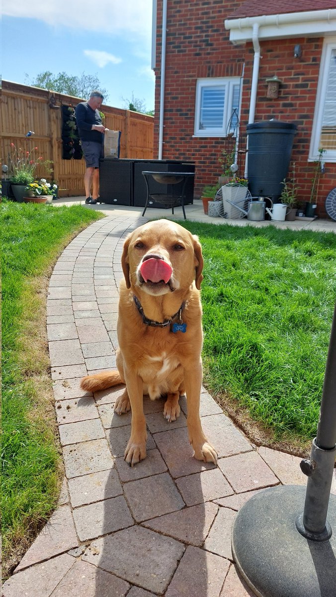 LivingtheLabli1's tweet photo. Mum and dad have spent the day digging up turf for new beds. I've been told to bugger off from sniffing new shrubbery BUT good news, dad has lighted firepit for sossidgy baguettes.  Things are looking up friends ❤️❤️ https://t.co/7I3SV9w3HC