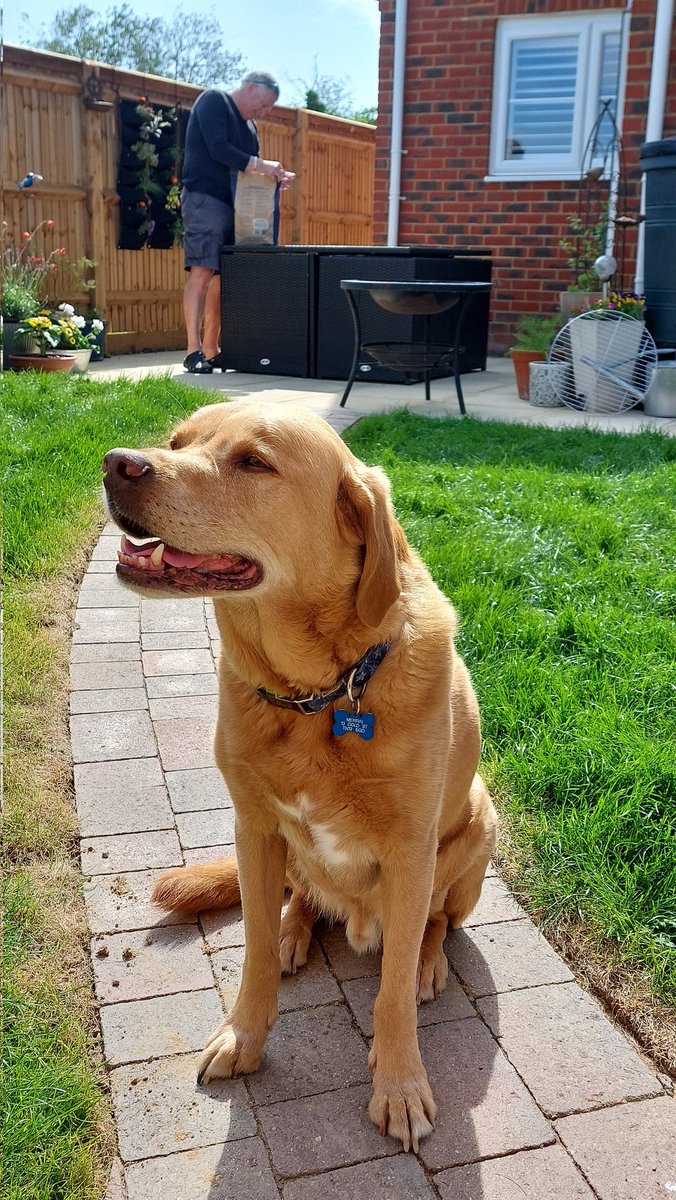 LivingtheLabli1's tweet photo. Mum and dad have spent the day digging up turf for new beds. I've been told to bugger off from sniffing new shrubbery BUT good news, dad has lighted firepit for sossidgy baguettes.  Things are looking up friends ❤️❤️ https://t.co/7I3SV9w3HC