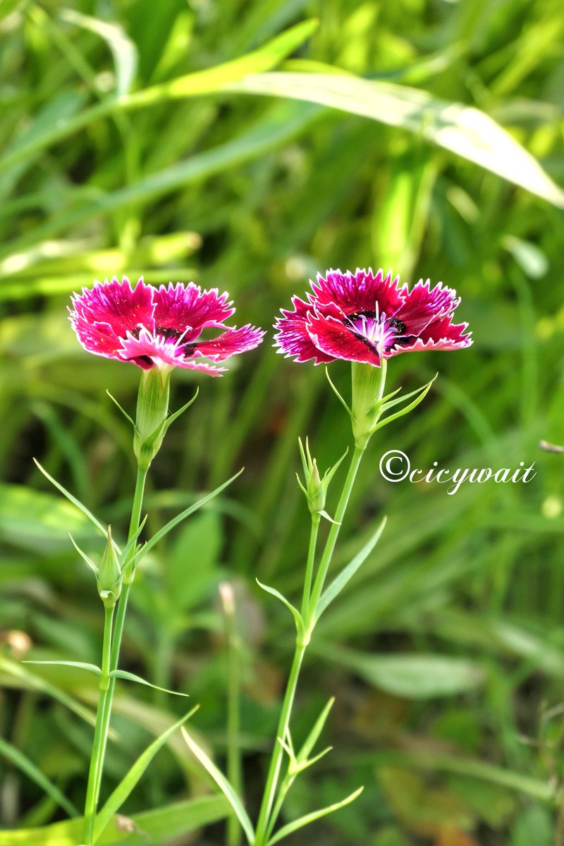 cicywait8's tweet photo. #Flowers
#summer #Beijing #beijinglife #beijinger #Travel #china #Naturephography https://t.co/6sfkBrXvsG