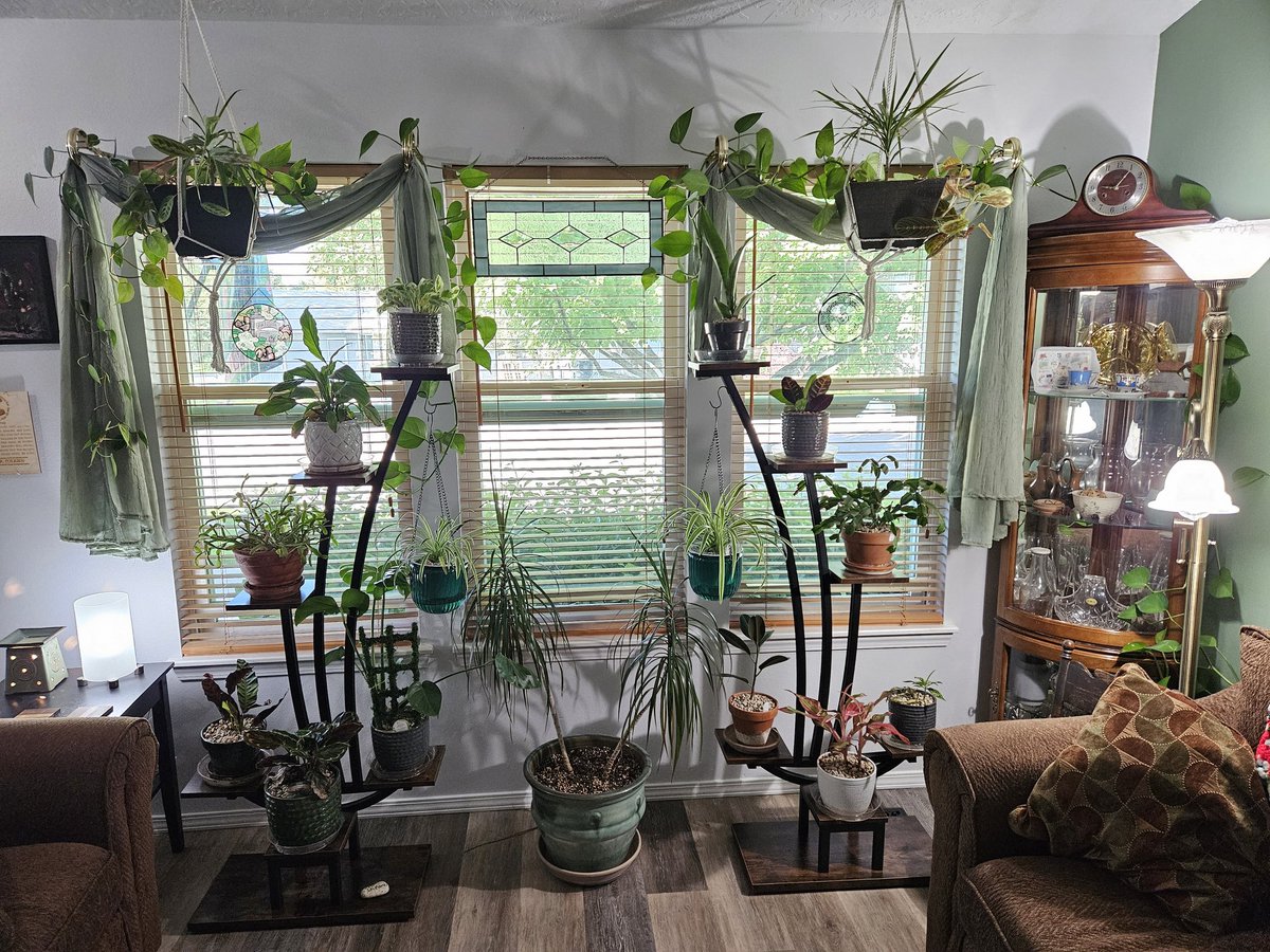 #GardenersWorld #houseplants
Here is my indoor garden.