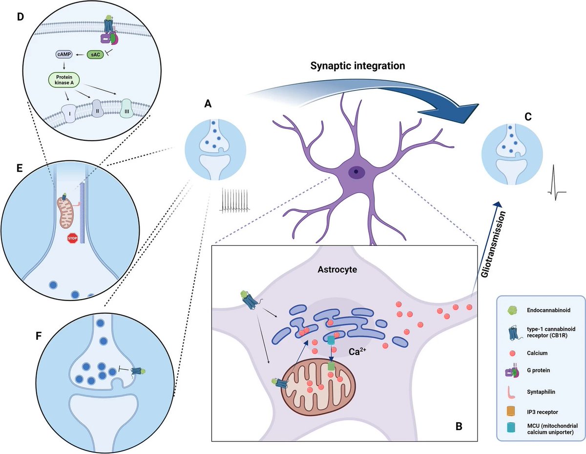 #Mitochondria as central hubs in synaptic modulation

We review available evidence regarding regulation of mitochondrial dynamics by #neuronal activity & by neuromodulators & how these changes in the activity of mitochondria affect synaptic communication.
link.springer.com/article/10.100…