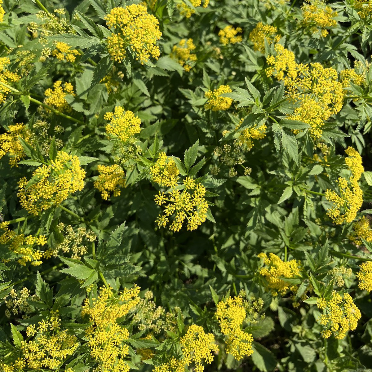 Bang Brewing tweet media