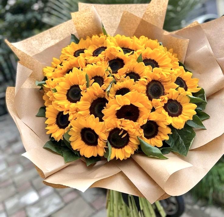 sunflowerchives's tweet photo. simple beauty of sunflowers 🌻 https://t.co/pfWZw9tiie