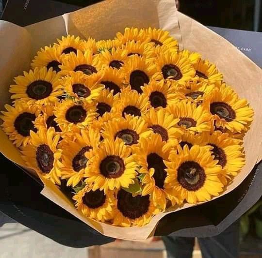 simple beauty of sunflowers 🌻
