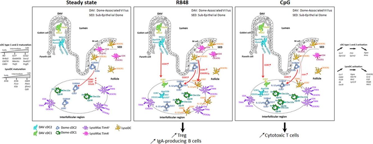 MucosalImmunol's tweet photo. Division of labor in the #PeyersPatch: phagocytes acquire specific transcriptional programs that influence their maturation and activation profiles https://t.co/2rUUaOtqFy https://t.co/JKSutd0Uo1