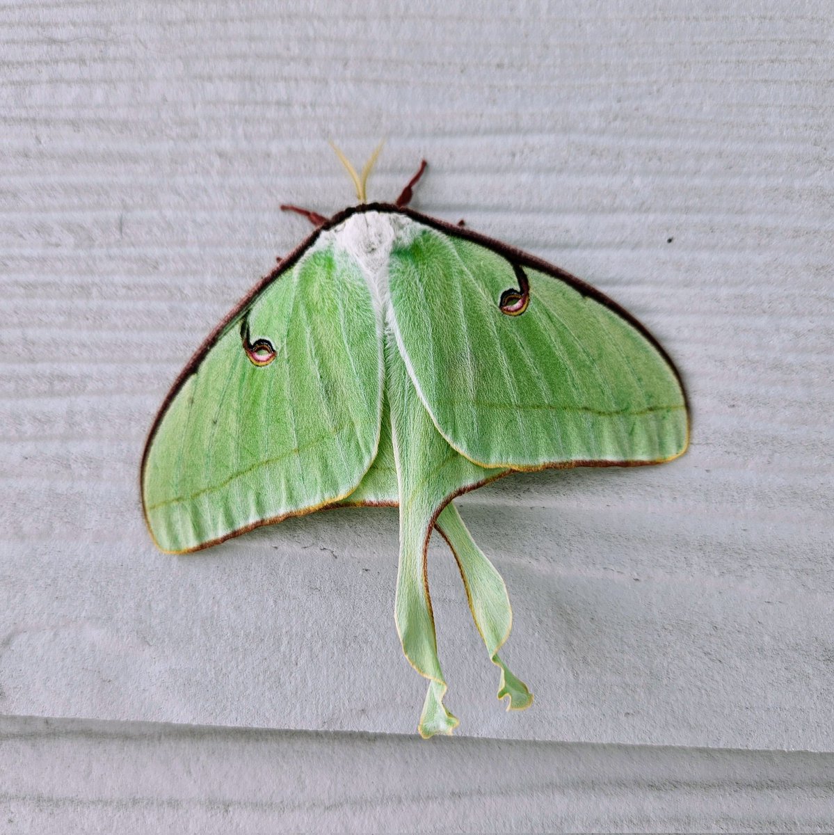 Betty123Ms's tweet photo. Beautiful moth at my door this morning https://t.co/HqA7HqPCAV