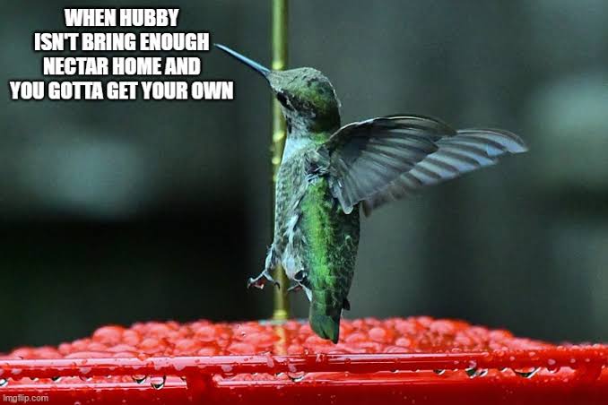 Hummingbird Heaven Club🇺🇸 tweet media