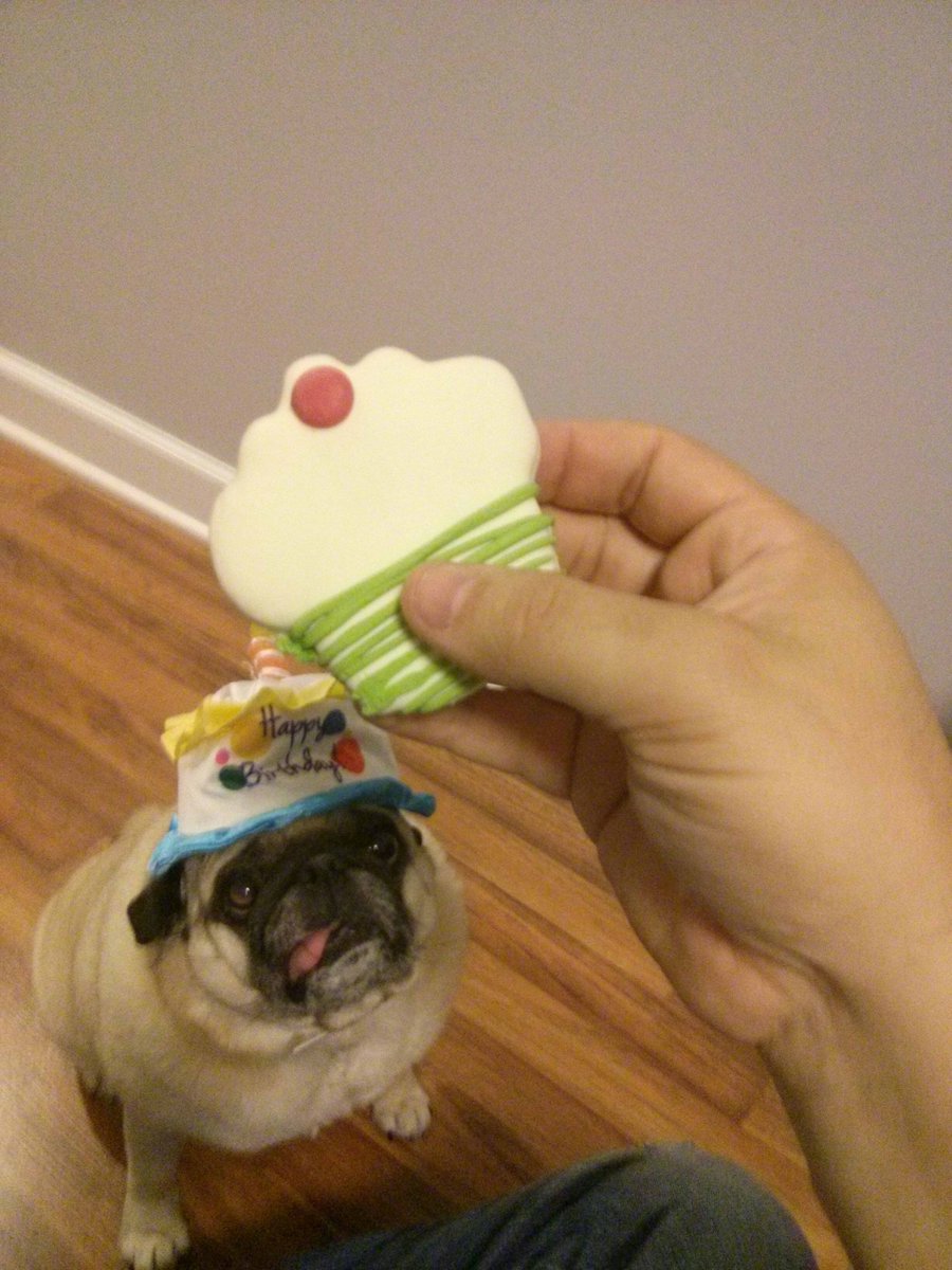 pugs_bot's tweet photo. https://t.co/Mj0Db6W75X