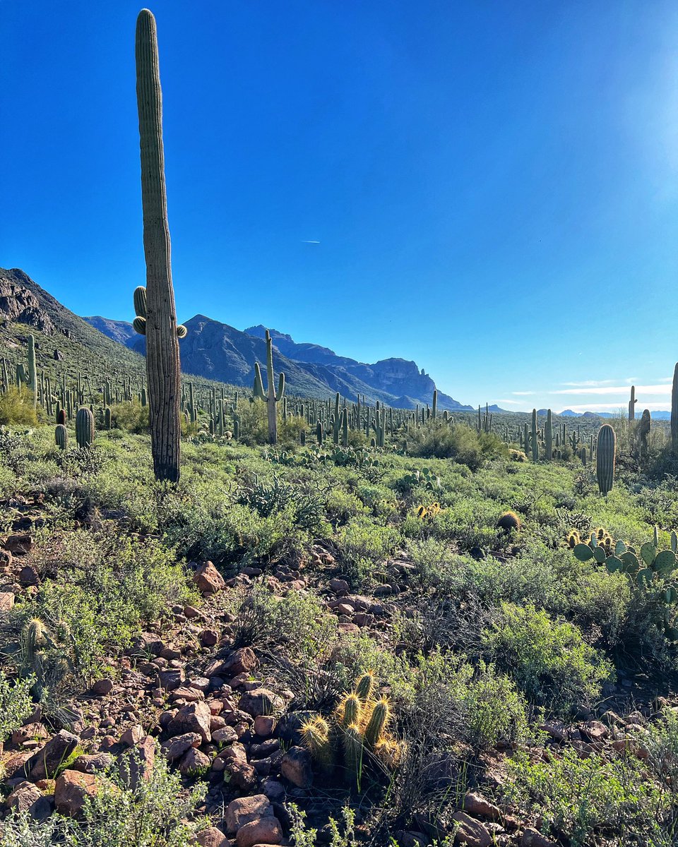 National Trails Day fact..Tucson has over 250 trails and is ranked #2 for best hiking in the US. 🙌🏼🏜️💯
••••••••
#nationaltrailsday #trail #hiking #hikeaz #exploreaz #hikeyourazoff #dirtandvert #optoutside #whyilovewhereilive #tucson #arizona #tucsonaz