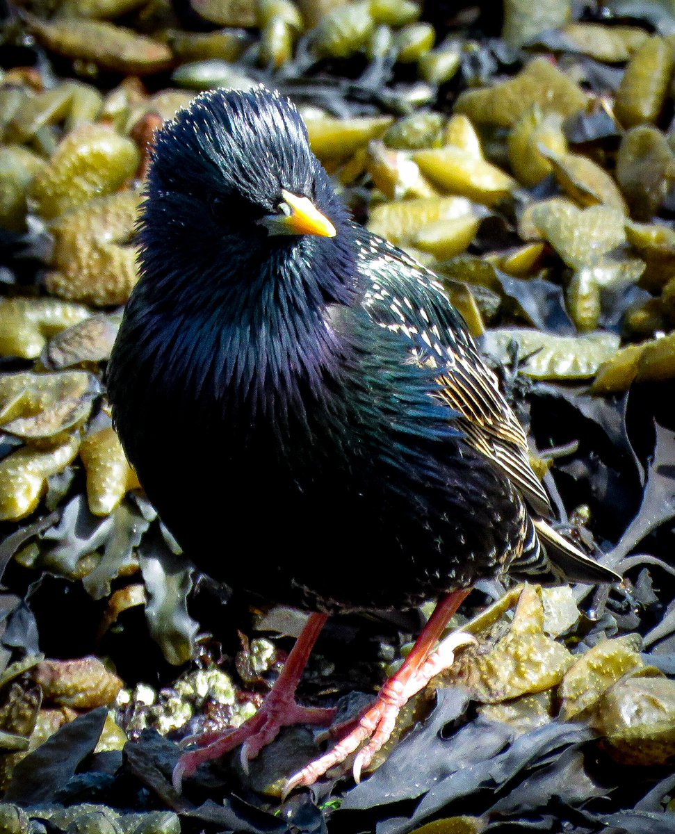 Photographed european starling in Nanaimo. 
BIRDS can see a 'colour' that people can't, meaning they view a very different world to the one we do. 

Humans see the world using a mixture  red, green and blue, while bird vision adds ultraviolet to this this trio of colours. 

This…