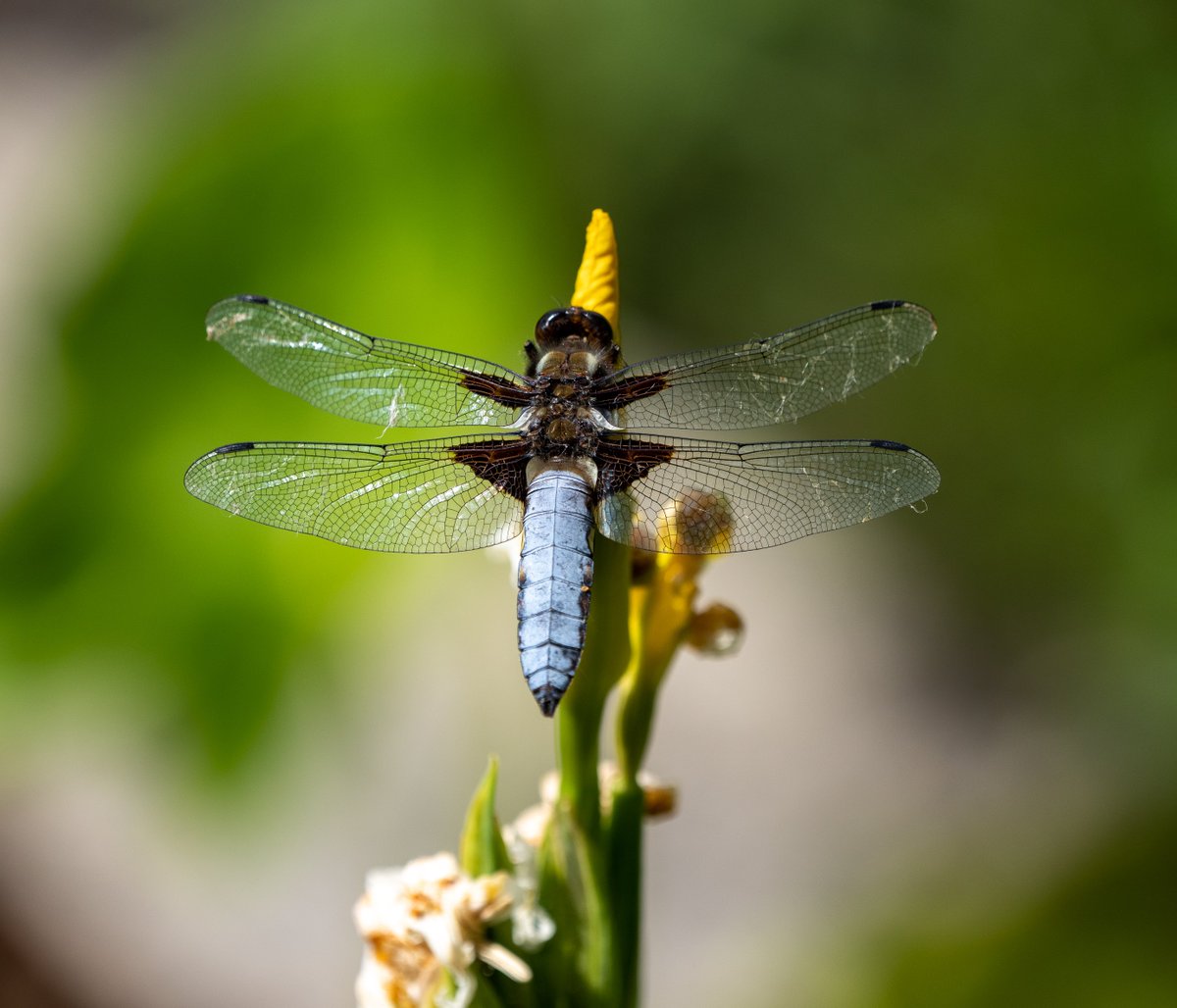 Cotton grass in all its singular glory. Genuinely surprised to find Small Adders Tongue near the Moonwort. Had to battle Winchester traffic to see my first Yellow Figwort and back home to see a male Broad-bodied Chaser by the pond. Nature truly is the best healer!