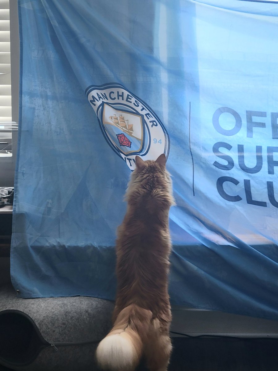 1stStateBlues's tweet photo. #ManKitty #ManCity https://t.co/Ls9GX0ckQe