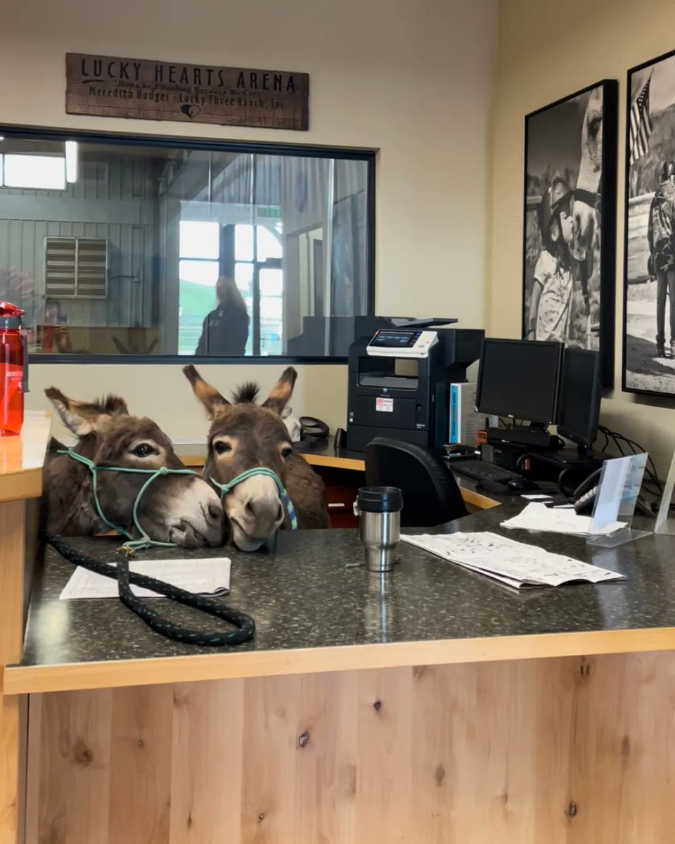 HeartsnHorses's tweet photo. We've got some new front desk volunteers! Their typing skills may not be great, but they're always ready to lend a hoof to anyone who needs it. #donkeylove https://t.co/PEHVFgLbCC