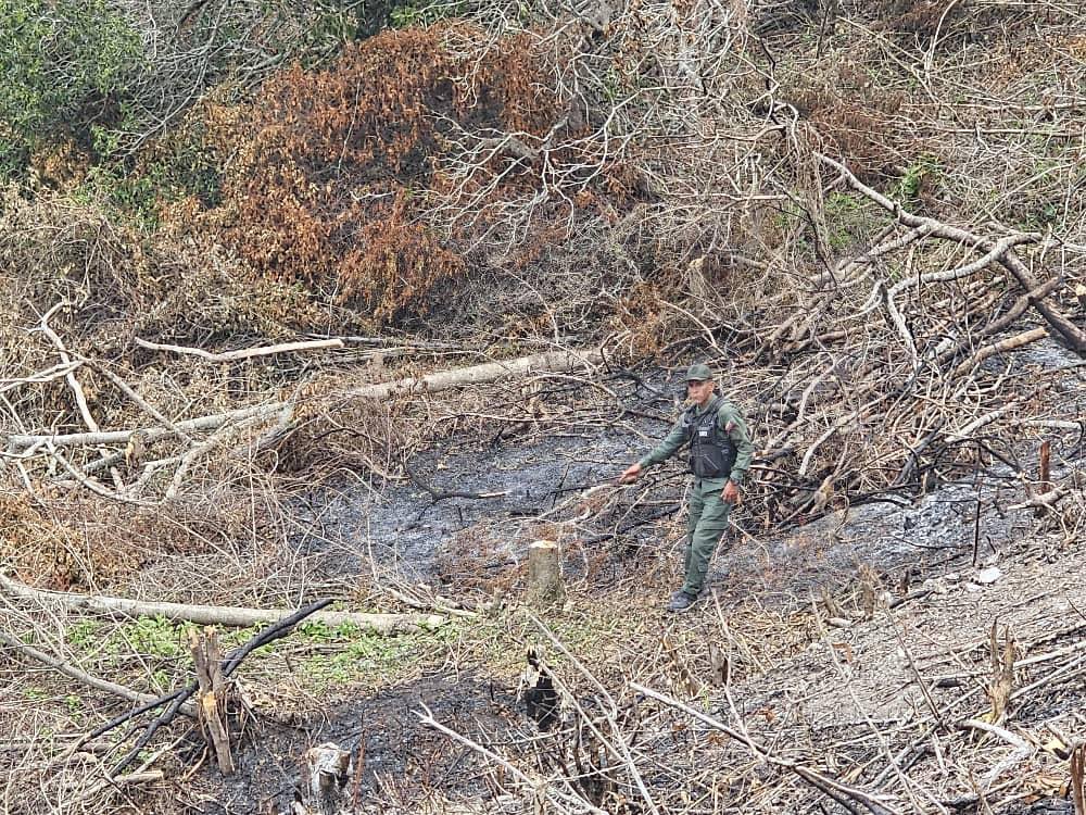 dhernandezlarez's tweet photo. #FANB en labores de patrullaje para el resguardo ambiental en el sector La Antena del estado Lara, aprehende a once (11) ciudadanos por realizar actividades de tala y quema en un área aproximada de cinco hectáreas (05 ha) dentro de una zona protegida, afectando árboles adultos de las especies Guayabito, Urape y Guamo. Asimismo se incautó el siguiente material: 
-  Diez (10) rolas con longitud de tres metros y medio (3,5 m). 
- Ocho (08) charapos.
- Seis (06) escardillas.
- Un (01) envase contentivo de quince litros (15 lts) de combustible tipo diésel.
Procedimiento notificado a la fiscalía con competencia nacional en materia ambiental.

#IntegrarEsVencer