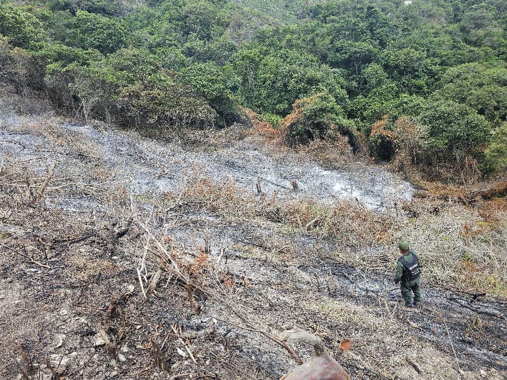 dhernandezlarez's tweet photo. #FANB en labores de patrullaje para el resguardo ambiental en el sector La Antena del estado Lara, aprehende a once (11) ciudadanos por realizar actividades de tala y quema en un área aproximada de cinco hectáreas (05 ha) dentro de una zona protegida, afectando árboles adultos de las especies Guayabito, Urape y Guamo. Asimismo se incautó el siguiente material: 
-  Diez (10) rolas con longitud de tres metros y medio (3,5 m). 
- Ocho (08) charapos.
- Seis (06) escardillas.
- Un (01) envase contentivo de quince litros (15 lts) de combustible tipo diésel.
Procedimiento notificado a la fiscalía con competencia nacional en materia ambiental.

#IntegrarEsVencer