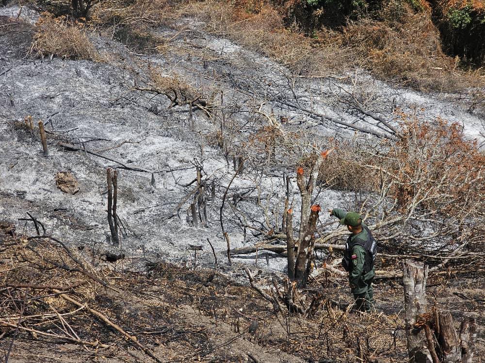 dhernandezlarez's tweet photo. #FANB en labores de patrullaje para el resguardo ambiental en el sector La Antena del estado Lara, aprehende a once (11) ciudadanos por realizar actividades de tala y quema en un área aproximada de cinco hectáreas (05 ha) dentro de una zona protegida, afectando árboles adultos de las especies Guayabito, Urape y Guamo. Asimismo se incautó el siguiente material: 
-  Diez (10) rolas con longitud de tres metros y medio (3,5 m). 
- Ocho (08) charapos.
- Seis (06) escardillas.
- Un (01) envase contentivo de quince litros (15 lts) de combustible tipo diésel.
Procedimiento notificado a la fiscalía con competencia nacional en materia ambiental.

#IntegrarEsVencer