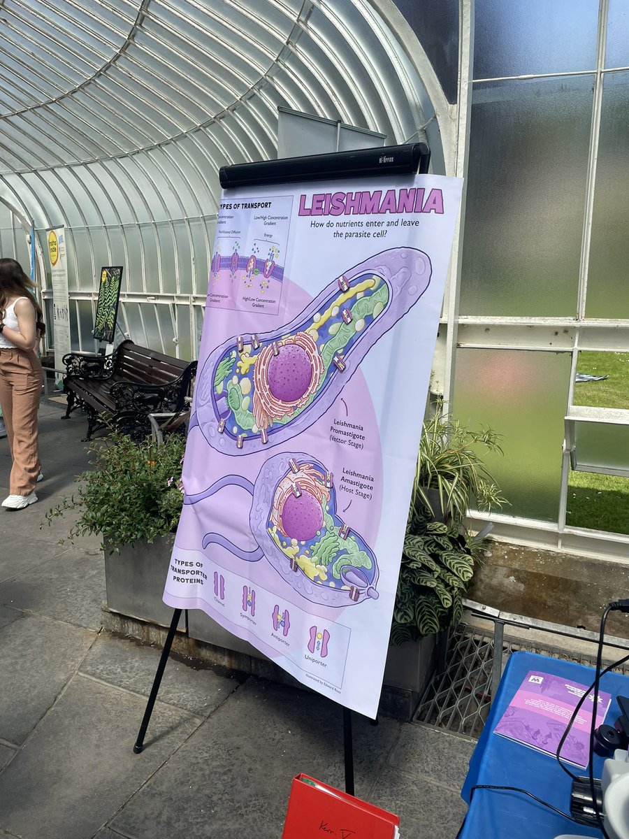 GraceGilI's tweet photo. If you missed us today, don’t worry! We’ll be back tomorrow from 11am-3pm at the Kibble Palace @GlasgowBotanic to tell you all about Leishmania for @GlasgowSciFest 🧬! We have stickers, colouring sheets, comics and enough temporary tattoos to last you a lifetime 🏝️🦟🧫🔬 https://t.co/cWumlknG2q