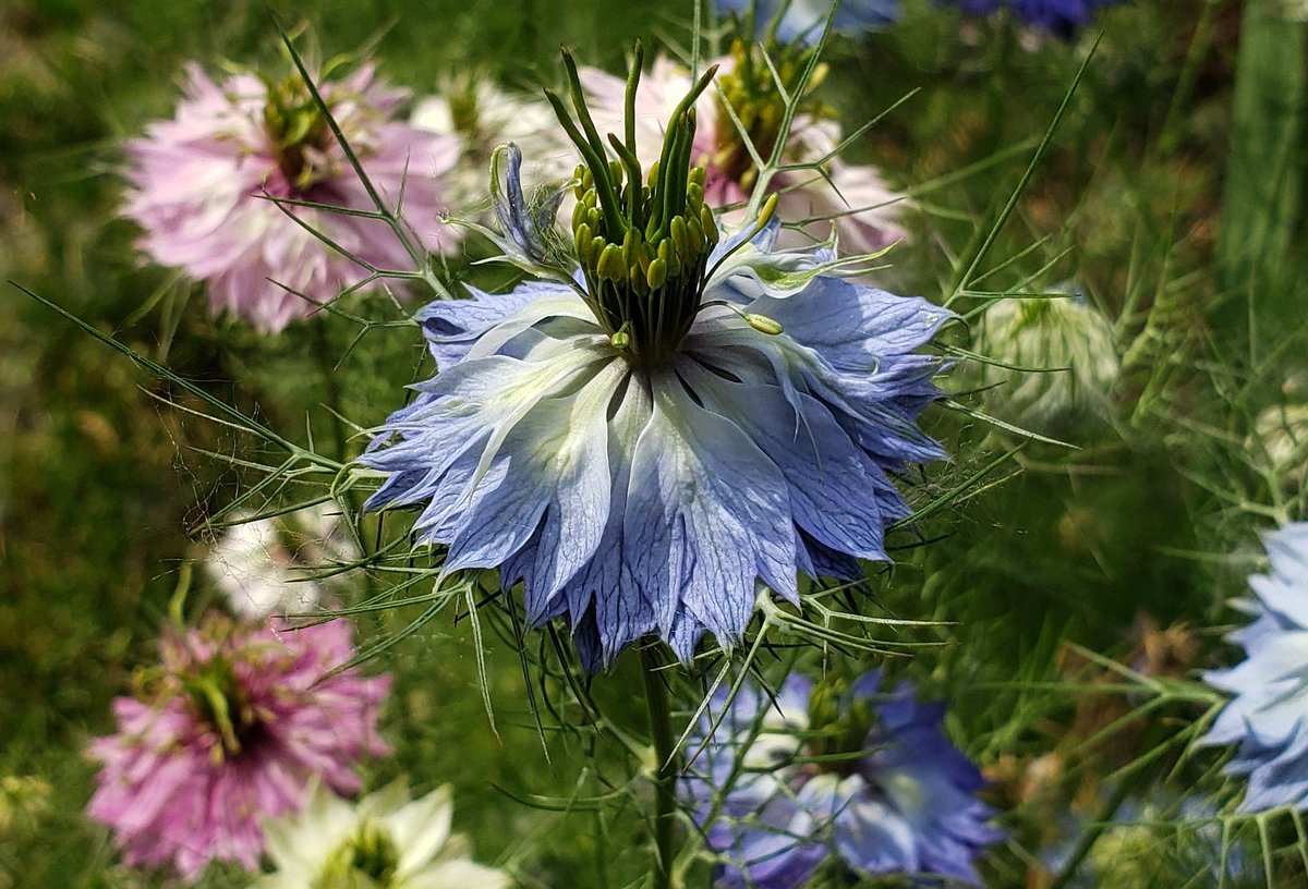 GardenOpus's tweet photo. GOT NIGELLA? TB Iris 'What A Party' (Thomas Johnson, 2018) sure does, he snuggles up to Nigella damascena (Love in a Mist) 'Persian Jewels' &amp; other photobombers, 📸 including TB Iris 'Blue Rhythm' (Whiting, 1945). Ranunculaceae &amp; Iridaceae https://t.co/66z9QsH8wV