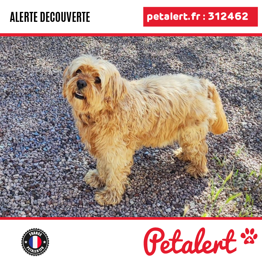 petalert_france's tweet photo. Trouvé #Chien #Var #LeMuy #Petalert #PetAlert83 / https://t.co/vOIjVkrsrH https://t.co/9z4x0RvFDL