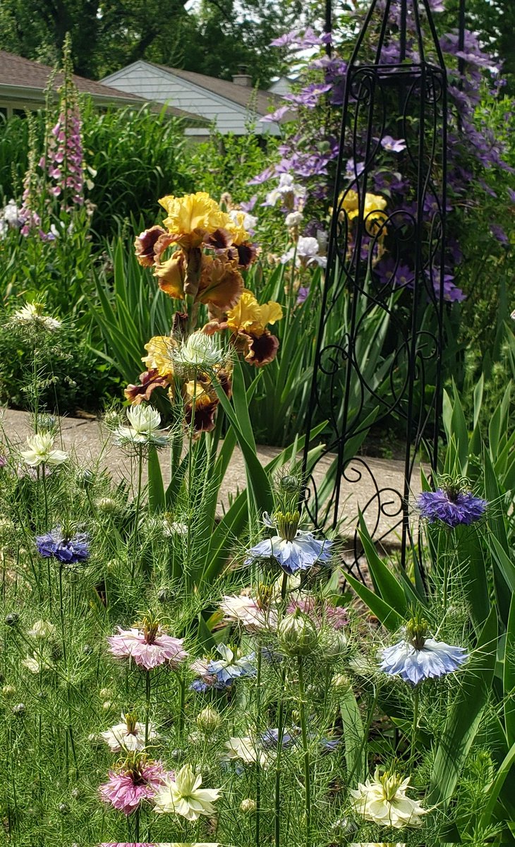 GOT NIGELLA? TB Iris 'What A Party' (Thomas Johnson, 2018) sure does, he snuggles up to Nigella damascena (Love in a Mist) 'Persian Jewels' &amp; other photobombers, 📸 including TB Iris 'Blue Rhythm' (Whiting, 1945). Ranunculaceae &amp; Iridaceae