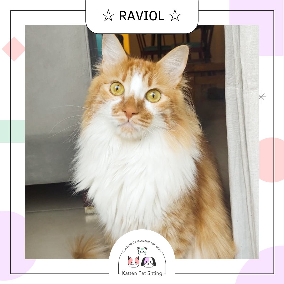 PetKatten's tweet photo. 🌈 Bienvenido precioso #Raviol 🥟🧡 al #KattenTeam! 😻. Este bebi arrancó medio timidón 🙈 pero enseguida entró en confianza con Lau, su Katten Sitter y nos enamoramos FUERTE de él 💕🐈. Raviolito ama comer bocaditos, jugar con su cañita 🎣 y con sorbetes!! 😹 (+) https://t.co/u12ZKHCK2b