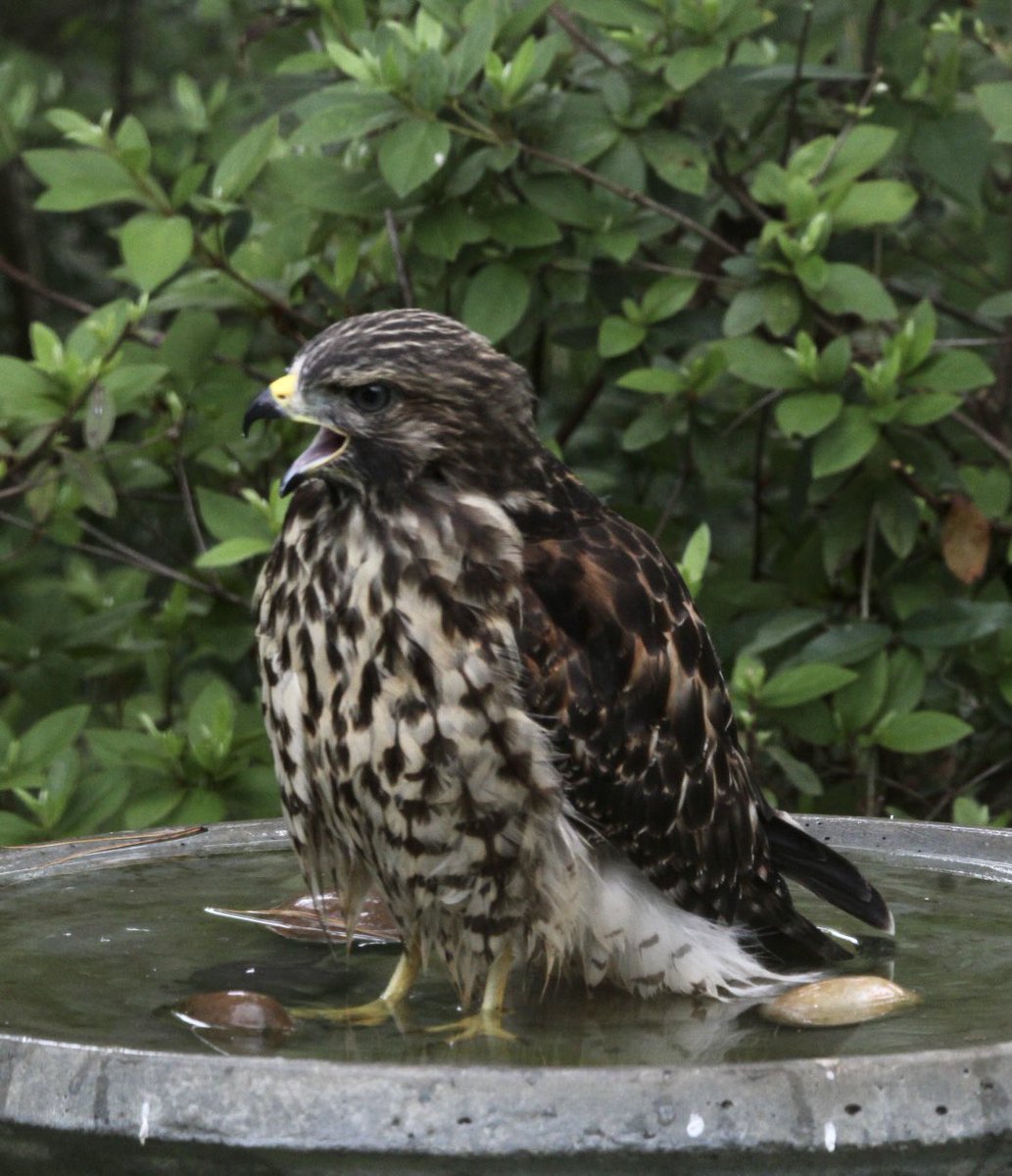 Just another day in my Florida yard!