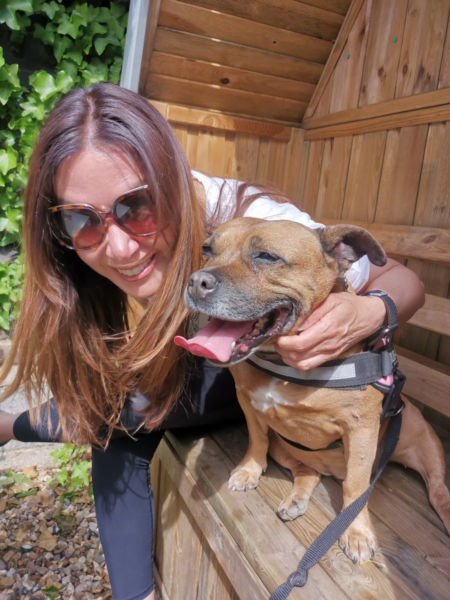 Madame Margo with her mummy #StaffieSaturday #staffie #DogsofTwittter #RESCUEISMYFAVORITEBREED #cardiffdogshome