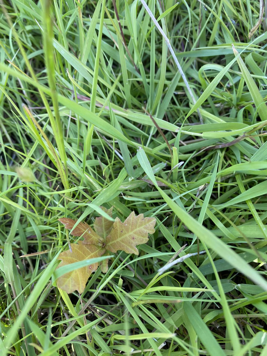 LinesMartin's tweet photo. Acorns collected last autumn off the ground and dropped down cracks were we are creating a new woodland seems to have worked. Just need to add a cane and tree guard. #cheapseed #newwoodland https://t.co/82fMhFv1BY