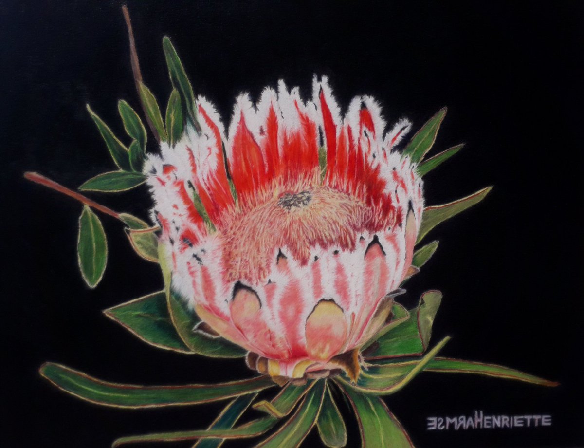 My entertainment away from work - my drawing of a sugar bush protea. Proteas are native to South Africa and are my favourite flower.