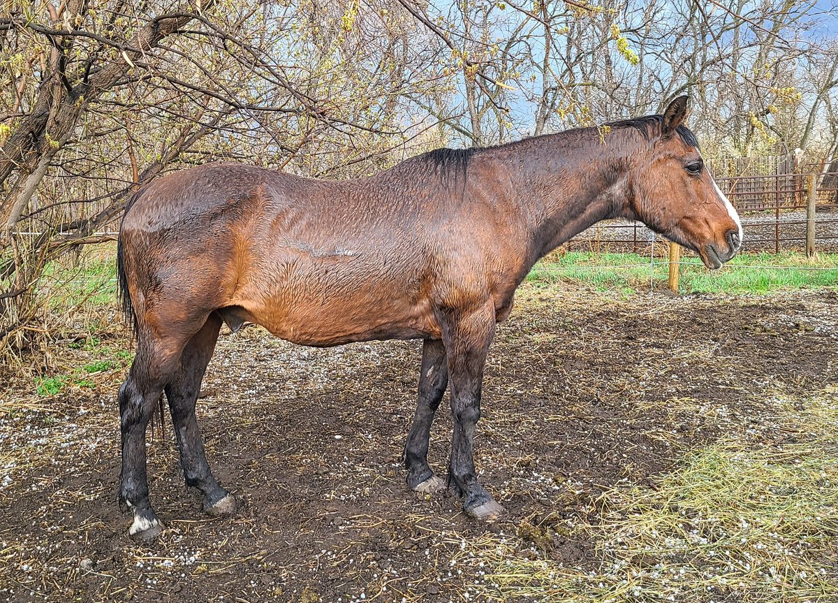 JBMEquiFarms's tweet image. This guy here turns 29 today. 
AND is 6 years post #colic surgery from strangulation lipoma induced torsion. 

Happy birthday, Magic-man 🥰💕