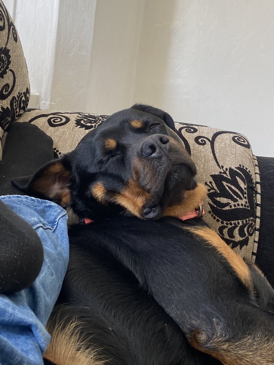 Fucking hell United sending the dog to kip