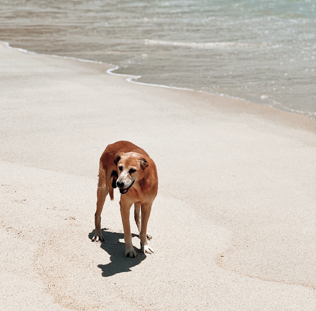 The doggo days of #summer. ☀️

Stock up on #reefsafe #mineralsunscreen at goddessgarden.com.