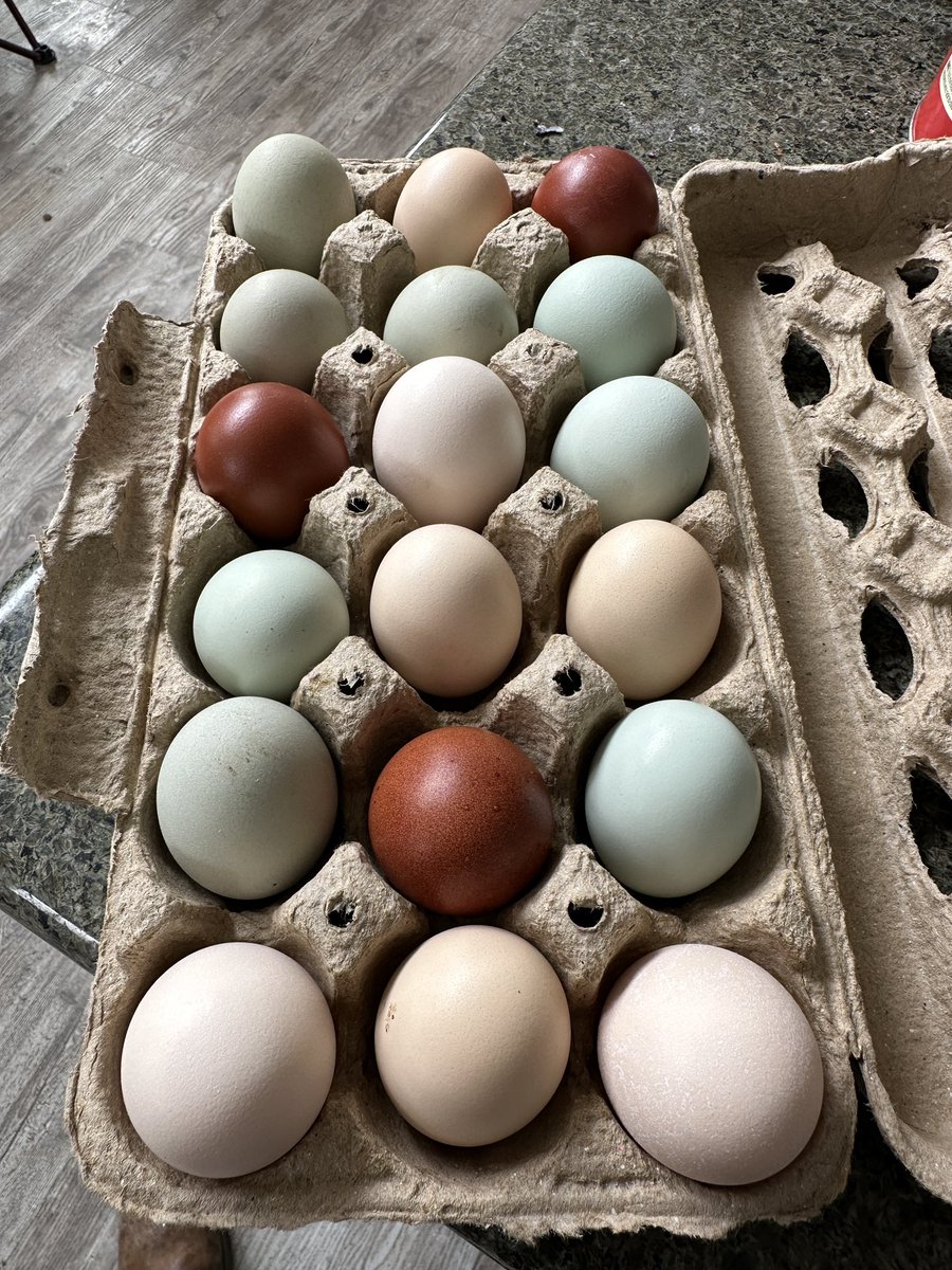 ChefMikeBercsa's tweet photo. I’ve said it once and I’ll say it again, chickens are the best animal to raise. Knowing what inputs your birds are consuming brings piece of mind and extra nutritious and delicious eggs. #chickeneggs #eggs https://t.co/HQSgO3ZLVt