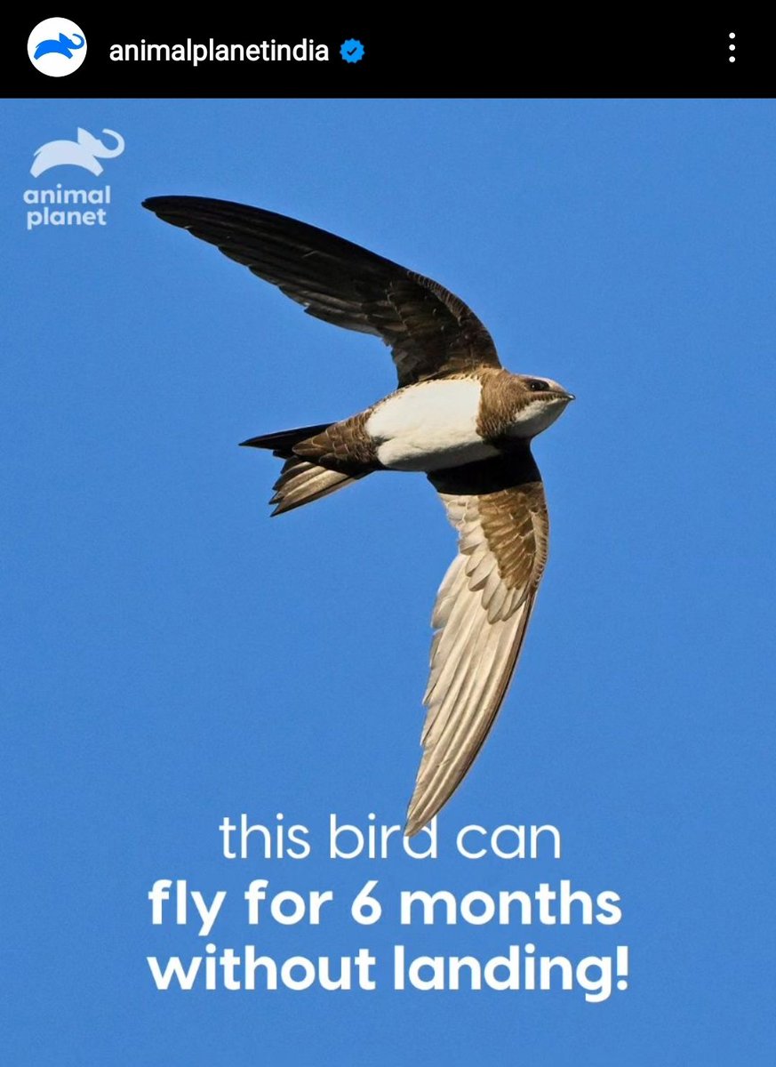 Twilightsaga_55's tweet photo. Interesting Fact :
Alpine Swift bird 💥💥💥
#AlpineSwift
Credits : #animalplanetindia https://t.co/JW0hZLsaPV
