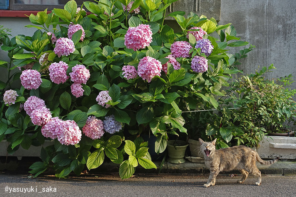 ねこ。