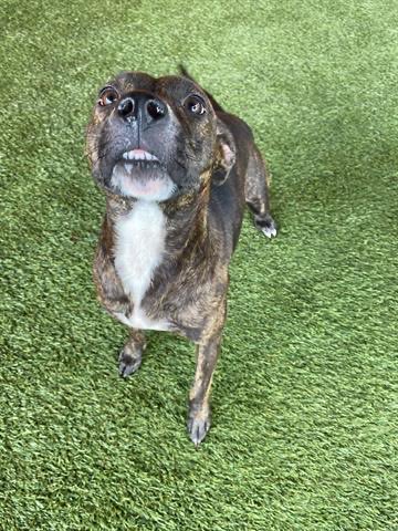 nasrene41's tweet photo. 6/3 #HARLEY is still alive! Begging for a #FOSTER before @AdoptMiamiPets kills him. Please #SHARE #PLEDGE #RESCUE #SaveHARLEY #MDAS @kionnemcghee @MayorDaniella @SupportPets @RealPaulMueller
https://t.co/BYXwohNLwv https://t.co/eZscd3SJDQ