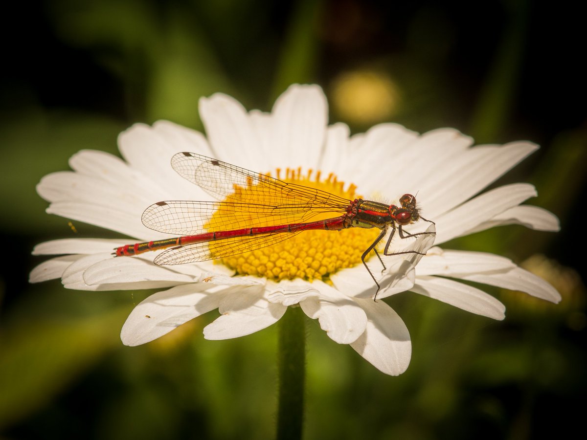 Chris Love Photography tweet media