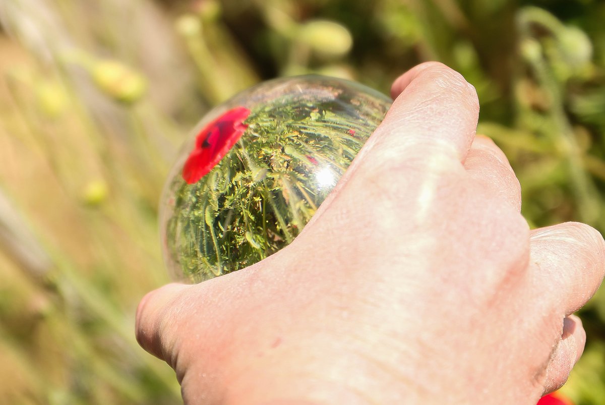 taken by my son today with me holding a photography ball of the garden poppies @EssexWildlife @Natures_Voice @Essexlife @ChrisPage90 @SallyWeather @WeatherAisling @yourthurrock