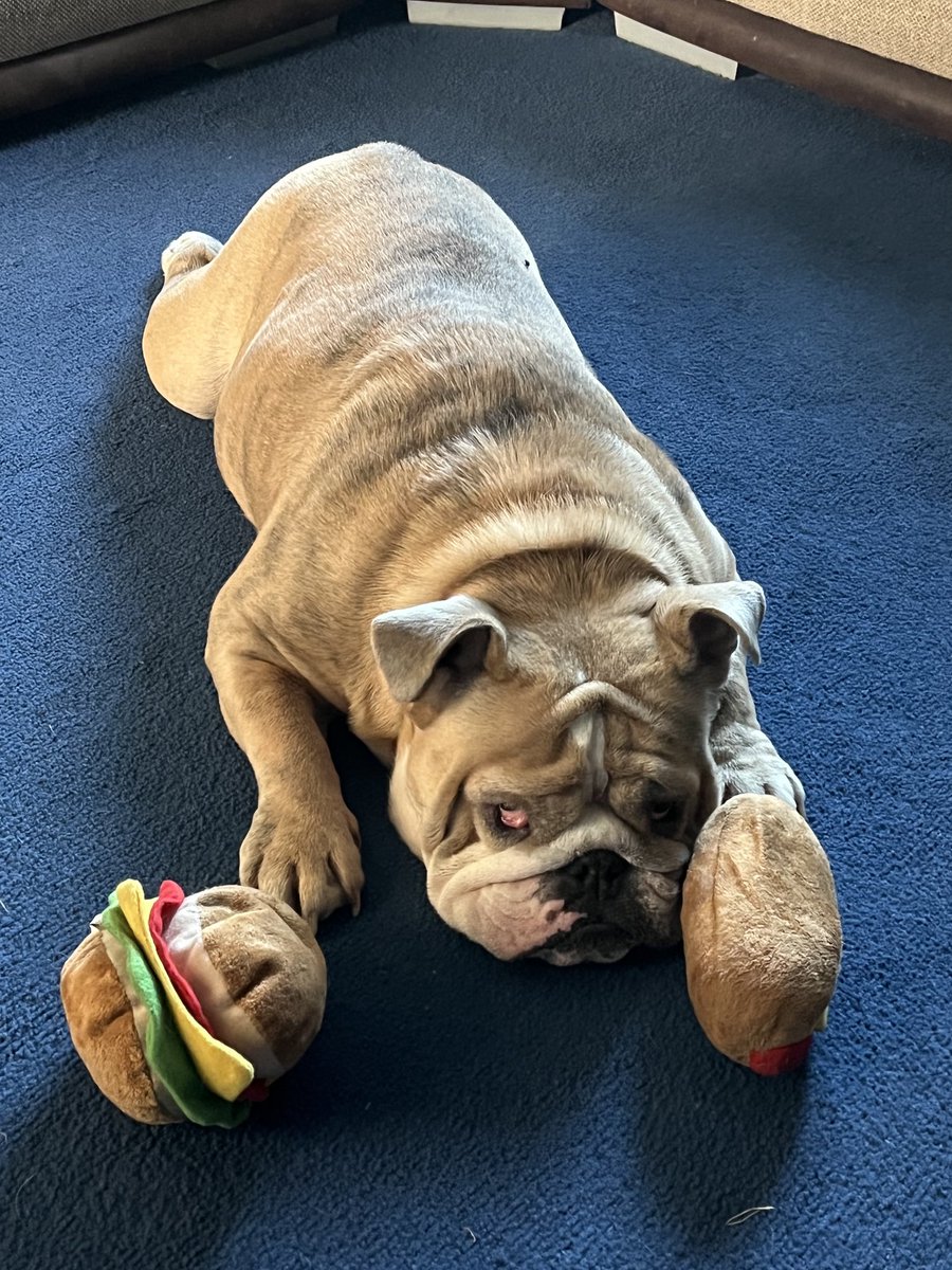 DeanMachine73's tweet image. Ooo decisions, burger or hot dog 🍔 🌭 🐾🐷🐶
#Dorisdabulldog
#Bulldog
#Dogsoftwitter