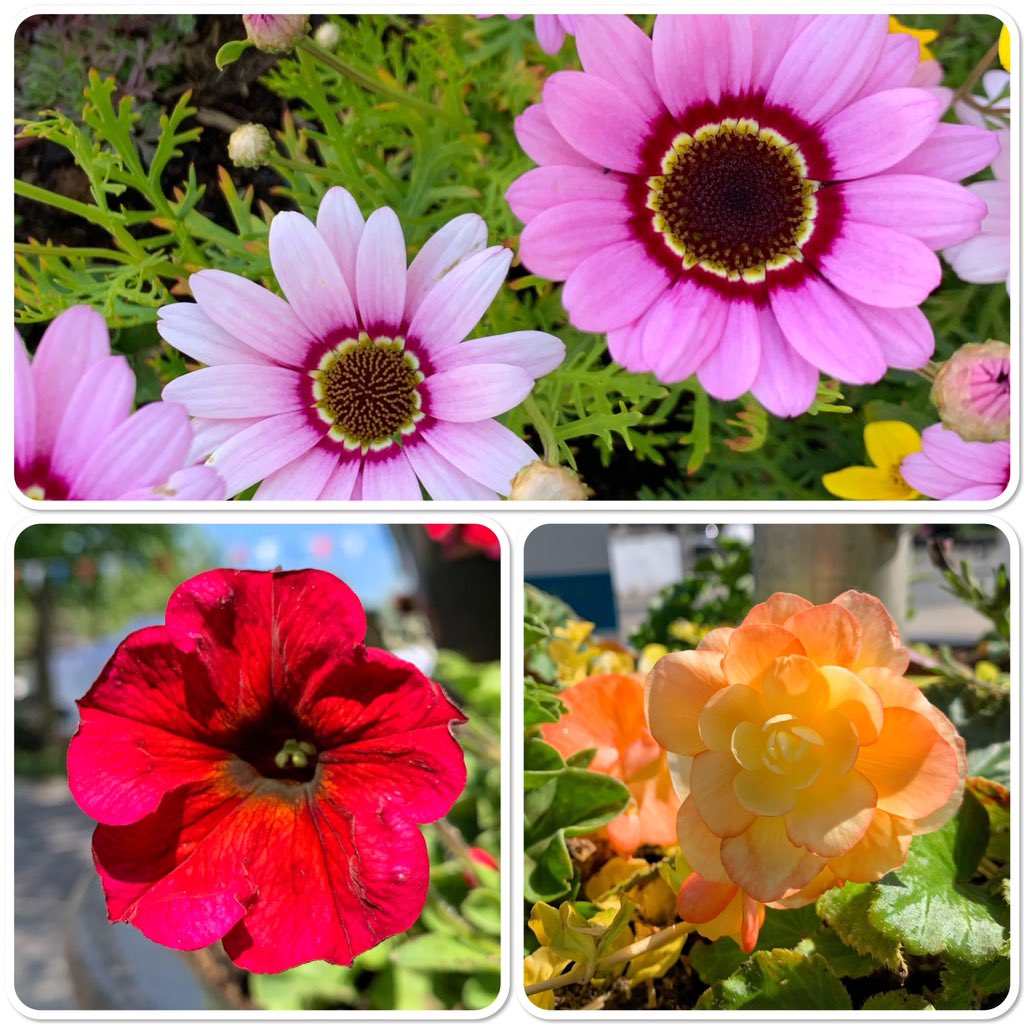 New summer planting scheme taking shape! @RHSBloom