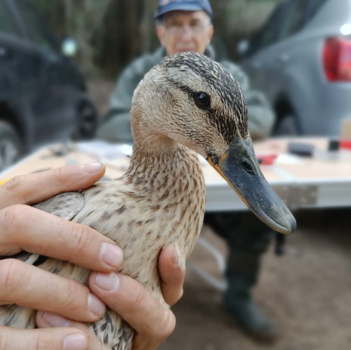 capreolus_grnom's tweet photo. 🦆 Imatges de l'anellament científic d'ocells d'avui per la #setmananatura!
Moltes gràcies a totes per venir!
#grupcapreolus @SetmanaNatura  @CMRO_info @AjuntamentOlesa https://t.co/6IXhJywzdB