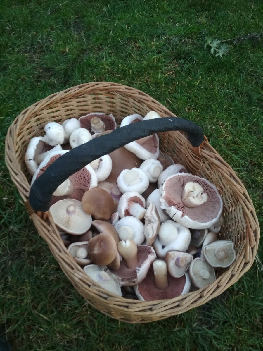 Hosszu Puska (@gnompincser) on Twitter photo 