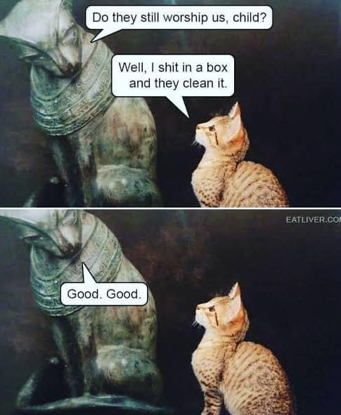 DollfaceSword's tweet photo. Happy Caturday! https://t.co/5qpU0GrdpF