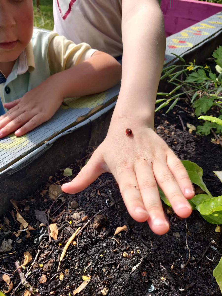 Kilburn Community Garden - Anyone Can Grow tweet media