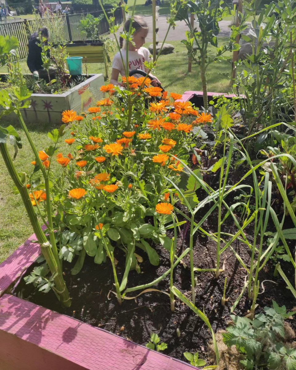 Kilburn Community Garden - Anyone Can Grow tweet media
