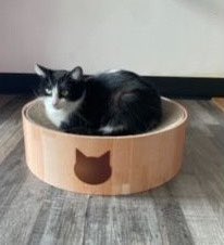 Target 🎯 has his Caturday snooze spot figured out at Happy Cat Cafe! He’s found his purrfect throne. 👑

#Caturday #CuteCats #CatAdoption #Cats #AdoptACatMonth #CatCafe #GrandRapids #Michigan