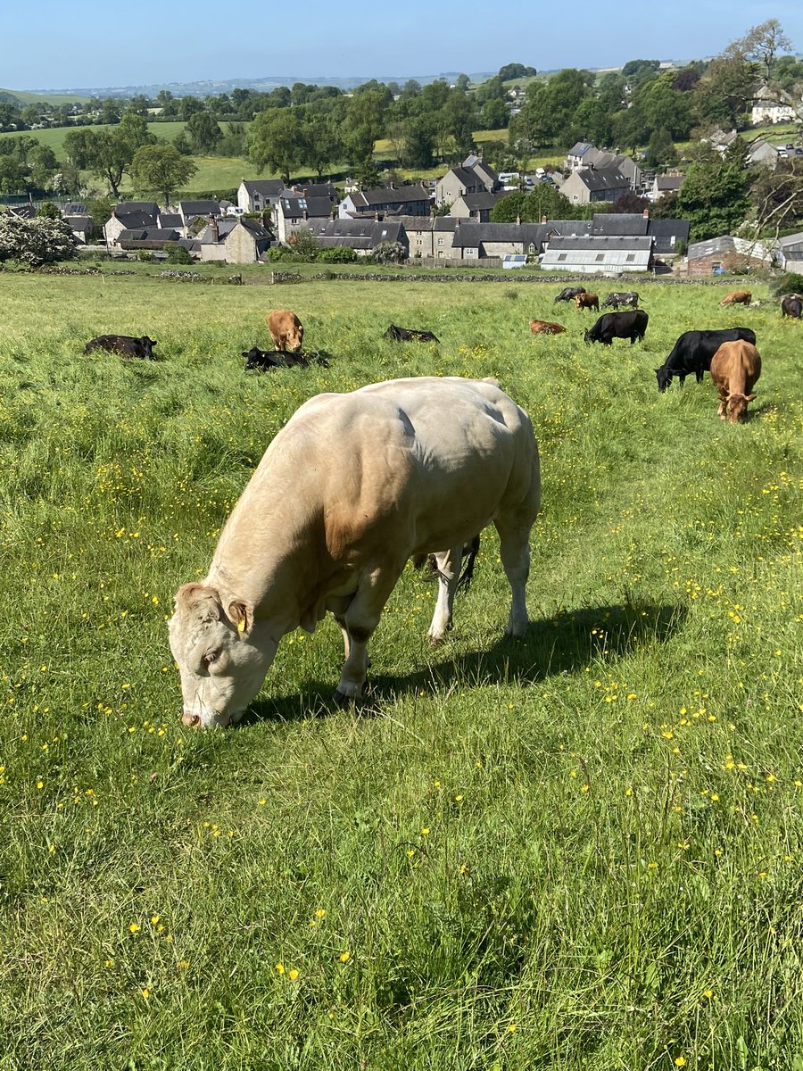 peakrunner47's tweet image. Took a day of unpaid leave today due to anxiety, what a day it was too for a steady walk along the HPT to Harboro rocks,Brassington and Carsington pastures,Samson the Charolais bull was enjoying his morning too 😍😎 #Timeout #sunshinetherapy ☀️