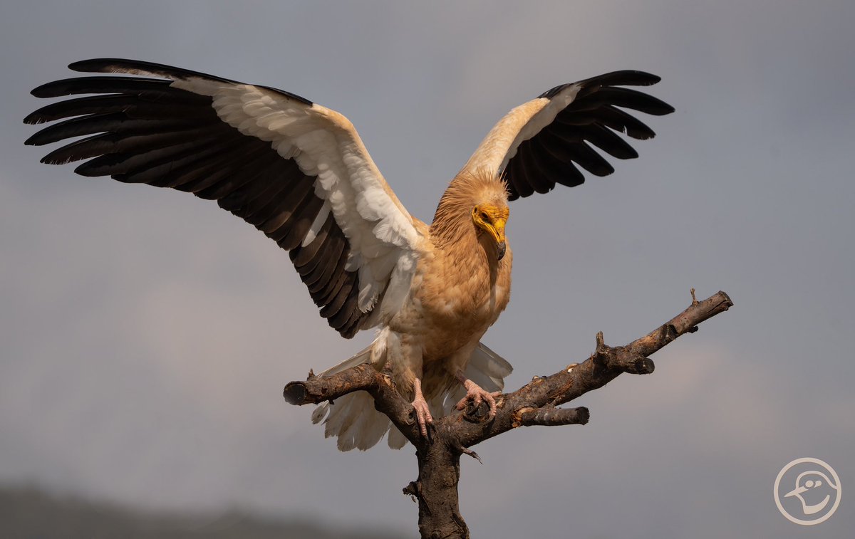 YaninaMaggiotto's tweet photo. Un especialista en toda regla… 
Alimoche común (Neophron percnopterus)
Alto Turia, Valencia
#visitnatura #altoturia #birdphotography #birdinginvalencia #birdphoto #hidephotography @VisitNatura @GVAparcs @GVAturisme @valenciaturisme @CvGuias @SwarovskiOptik @SonyEspana https://t.co/5z4niI0qFW