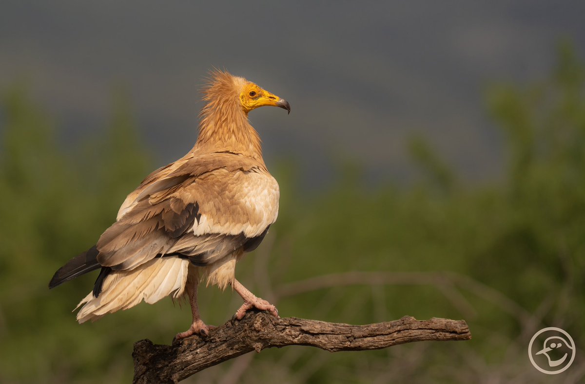 Un especialista en toda regla… 
Alimoche común (Neophron percnopterus)
Alto Turia, Valencia
#visitnatura #altoturia #birdphotography #birdinginvalencia #birdphoto #hidephotography <a href="/VisitNatura/">Visit Natura</a> <a href="/GVAparcs/">GVA Parcs Naturals</a> <a href="/GVAturisme/">GVA Turisme</a> <a href="/valenciaturisme/">valenciaturisme</a> <a href="/CvGuias/">Guías de Birding CV</a> <a href="/SwarovskiOptik/">SWAROVSKI OPTIK</a> <a href="/SonyEspana/">Sony España</a>