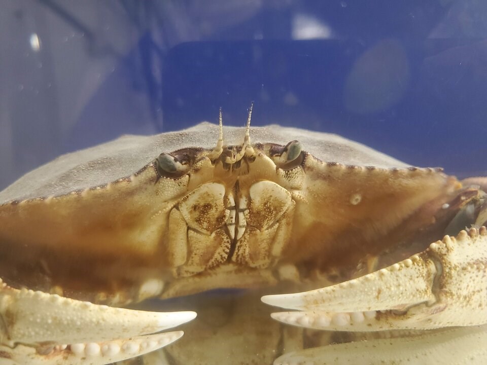 UTSC's tweet photo. A popular-to-eat crab is losing its sense of smell, and climate change might be the culprit, according to new studies and research by @UTSCresearch via the @TimesColonist 🦀 #UofT #UTSC
https://t.co/vciM51rfyP https://t.co/YA6Tr27nFx